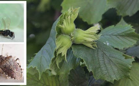 Kahverengi Kokarcayla Mücadele İçin 207 Bin Samuray Arısı Salımı Yapıldı