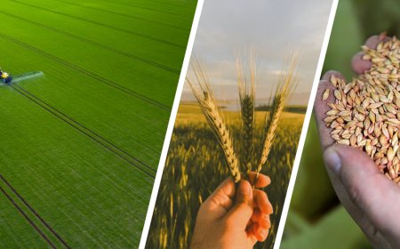 Tarım ve Orman Bakanlığı, 98,6 Milyon TL Destekleme Ödemesini Üreticilerin Hesaplarına Aktarıyor