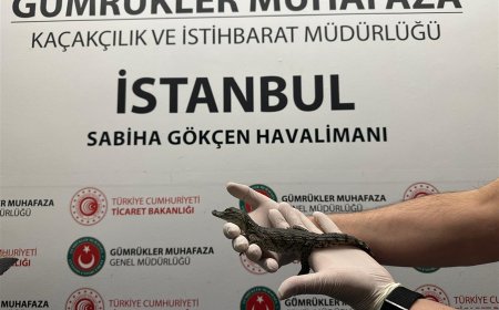 İşte Ticaret Bakanlığı Gümrük Muhafaza Ekipleri'nin canlı hayvan kaçakçılığına karşı gerçekleştirdiği başarılı operasyonu konu alan bir haber metni:  Ticaret Bakanlığı Gümrük Muhafaza Ekipleri, Canlı Hayvan Kaçakçılığına Engel Oldu