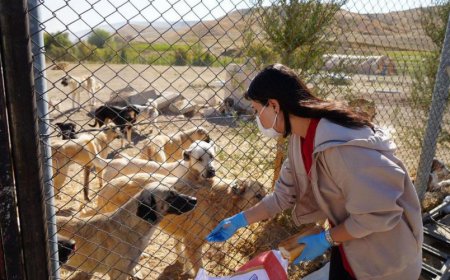 Adıyaman Belediyesi'nin Yeni Hayvan Barınağı Hizmete Girdi: Sessiz Dostlar Artık Güvende