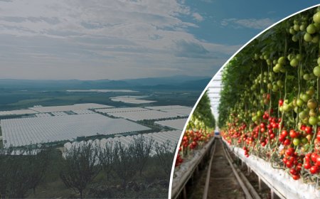 Denizli Sarayköy Jeotermal Kaynaklı Sera Organize Tarım Bölgesi’nde 7 Sera Parselinde Üretim Başladı