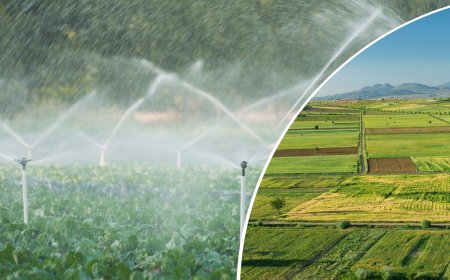 213 Milyon Liralık Tarımsal Destekleme Ödemesi Hesaplara Aktarılıyor