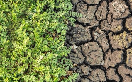 TEMA Vakfı’ndan Toprak İçin Birlik Çağrısı: “Sağlıklı Toprak, Sağlıklı Yaşam Demektir”