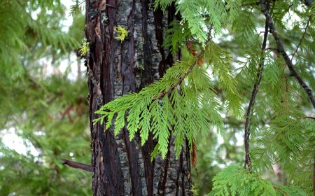 Öğretmenler Günü’nde Fidanlarla Geleceğe Nefes Olun