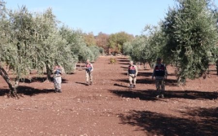 Kilis’te Zeytin Hırsızlarına Karşı Tedbirler Artırıldı