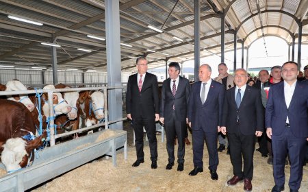 Bolaman Havzası Rehabilitasyon Projesi Kapsamında Üreticilere Gebe Düve Dağıtımı Yapıldı