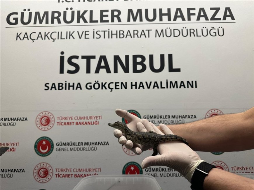 İşte Ticaret Bakanlığı Gümrük Muhafaza Ekipleri'nin canlı hayvan kaçakçılığına karşı gerçekleştirdiği başarılı operasyonu konu alan bir haber metni:  Ticaret Bakanlığı Gümrük Muhafaza Ekipleri, Canlı Hayvan Kaçakçılığına Engel Oldu