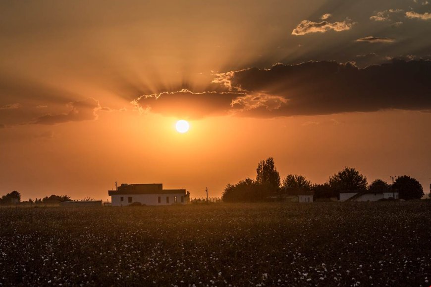 Harran’da Haşere ile Mücadele Kesintisiz Sürüyor