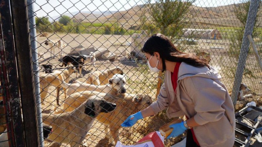 Adıyaman Belediyesi'nin Yeni Hayvan Barınağı Hizmete Girdi: Sessiz Dostlar Artık Güvende