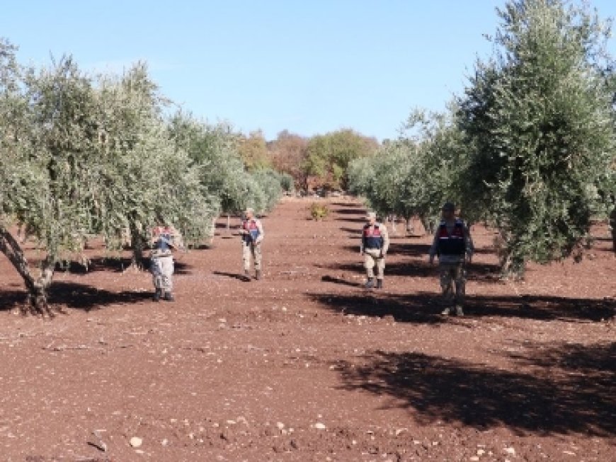 Kilis’te Zeytin Hırsızlarına Karşı Tedbirler Artırıldı