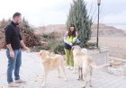 Sorgun Belediyesi'nden Sokak Hayvanlarına Şefkat Eli