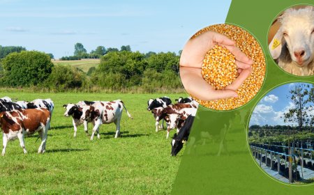 509 Milyon Liralık Destekleme Ödemesi Hesaplara Aktarılıyor