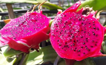 Kırklareli Çarşamba Pazarında Ejder Meyvesi Fiyatıyla Dikkat Çekiyor