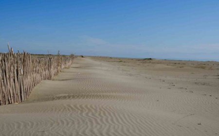 Adana’da Erozyonla Mücadele Kapsamında Fidan Dikimi Gerçekleştirildi