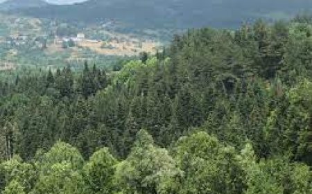 Kastamonu Ormanlarında 7/24 Koruma Çalışmaları Sürüyor