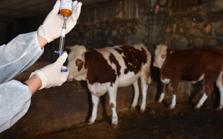 Eskişehir'de Şap Hastalığına Karşı Yoğun Aşılama Kampanyası