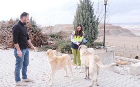 Sorgun Belediyesi'nden Sokak Hayvanlarına Şefkat Eli