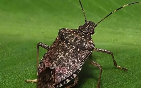 Kastamonu'da Böcek İstilası Tepki Çekiyor