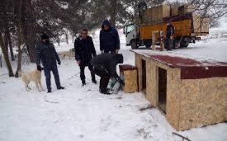 Kırşehir Belediyesi Sokak Hayvanlarına Destek Oluyor