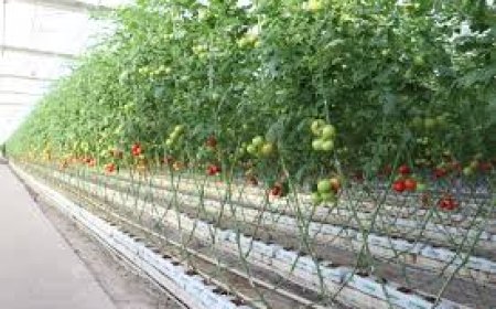 Ağrı'da Yetişen Domates; Malatya'da Neden Yetişmesin?