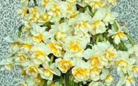 Yunusemre’nin Sokakları Çiçeklerle Süslenecek