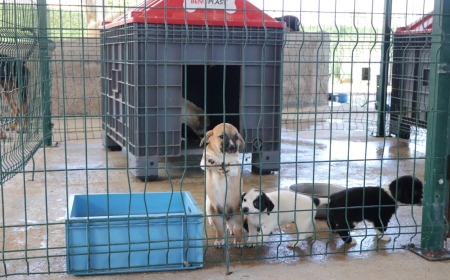 Çiftlikköy Hayvan Bakımevinin Kapasitesi Artırılıyor