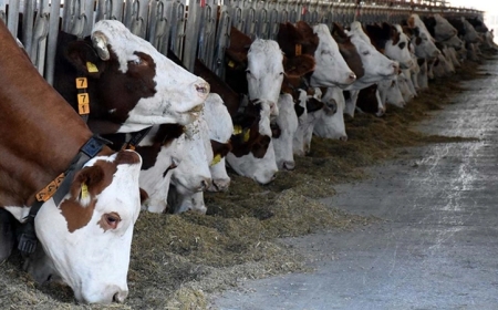 Batman’da Şap Aşısı Doz Sayısı Üçe Çıkarıldı