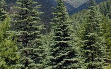 Kastamonu’da Çam Ağacı İhaleyle Satılacak