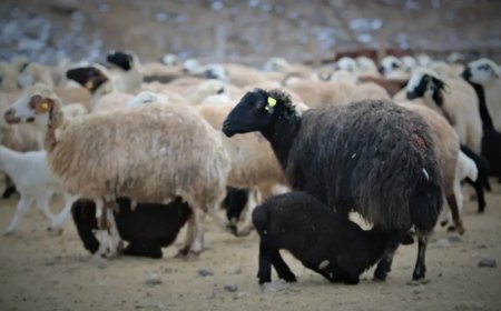 Elazığ’da Hayvan Varlığında Artış Kaydedildi