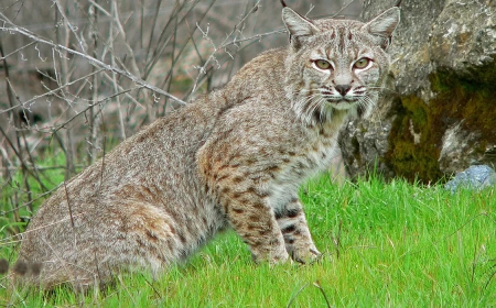 ABD’de Kuş Gribi Hayvan Barınağında 20 Büyük Kediyi Öldürdü