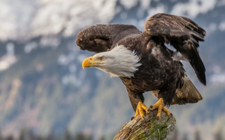 Kel Kartal 250 Yıl Sonra ABD’nin Resmi Ulusal Kuşu İlan Edildi