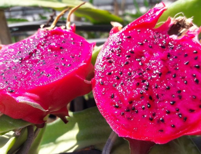 Kırklareli Çarşamba Pazarında Ejder Meyvesi Fiyatıyla Dikkat Çekiyor