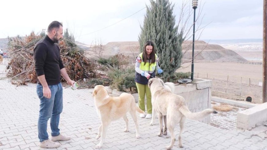 Sorgun Belediyesi'nden Sokak Hayvanlarına Şefkat Eli