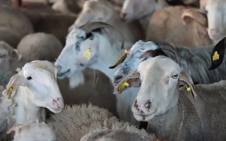 Kurban Bayramı İçin Geri Sayım Başladı: İşte Kalan Gün Sayısı