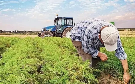 Paralar hesaplara geçiyor! Bakan Yumaklı: Çiftçi destek ödemeleri bankaya aktarılacak