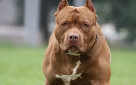 Türkiye'de Yasaklı Köpek Irkları Hangileri? Detaylar Açıklandı