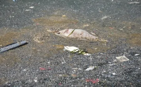 İstanbul'da Kıyıya Vuran Balıklar Endişe Yaratıyor: Uzmanlar Yosun Patlamasına Dikkat Çekiyor