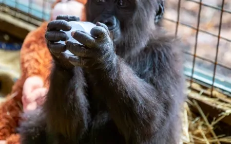 Sevilen Yavru Goril İsmini Arıyor: Önerilerinizi #Benceİsmi Etiketiyle Paylaşın!