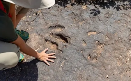 Kazı Yapan Maden İşçisi, 166 Milyon Yıllık Dinozor Ayak İzlerini Keşfetti!