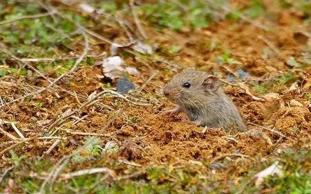 Fare zehiri buharlaştı, 3 kardeş yaşamını yitirdi! Konut içi kullanım yasak mı?
