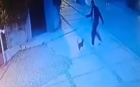 Yanına Çağırdığı Kediye Tekme Attı! Sosyal Medyayı Ayağa Kaldıran Saldırgan Yakalandı