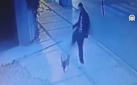 İstanbul Beşiktaş’ta Kediye Tekme Atan Zanlı Yakalandı