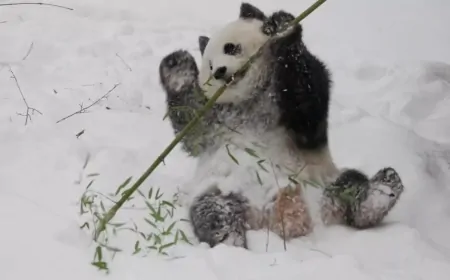 Washington'a Yağan Kar, Çin'den Gelen Pandaların Neşesine Neşe Kattı