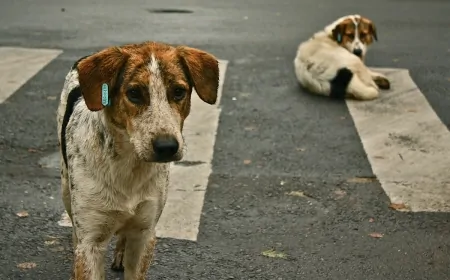 Ankara’da Köpek Saldırısıyla Ağır Yaralanan Hayrettin’in Komşuları: “Başıboş Köpekler Toplatılsın!”