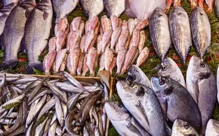 Araştırma Sonuçları Korkuttu: Deniz Canlılarının %99’unda Mikroplastik Bulundu!