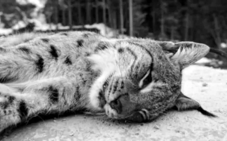 BURDUR'DA NESLİ TÜKENME TEHLİKESİNDEKİ KARAKULAK AVLAYAN KİŞİYE 611 BİN LİRA CEZA!