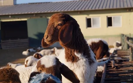 Ceylanpınar Tarım İşletmesi’nde 60 Bin İvesi Irkı Kuzu Dünyaya Geldi!