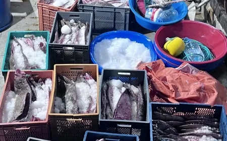 Karadeniz’de Yasa Dışı Kalkan Balığı Avına Ağır Yaptırımlar