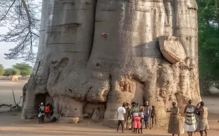 Güney Afrika’daki 2000 Yıllık “Hayat Ağacı” Baobab, Kıtanın Simgesi