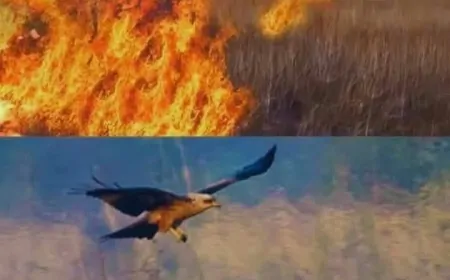 Avustralya’da şaşırtan keşif: Kundakçı kuşlar yangın çıkarıyor!